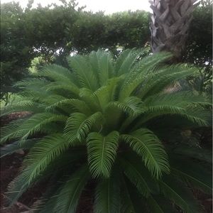 Meet your Posher, Rocio