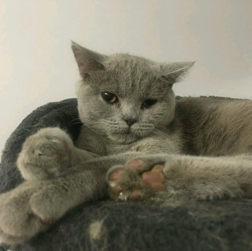 Meet your Posher, Johnny