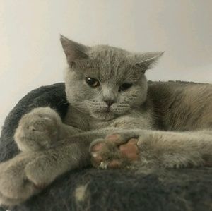 Meet your Posher, Johnny