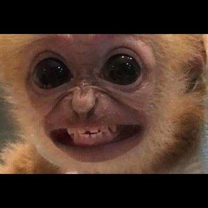 Meet your Posher, Rafael