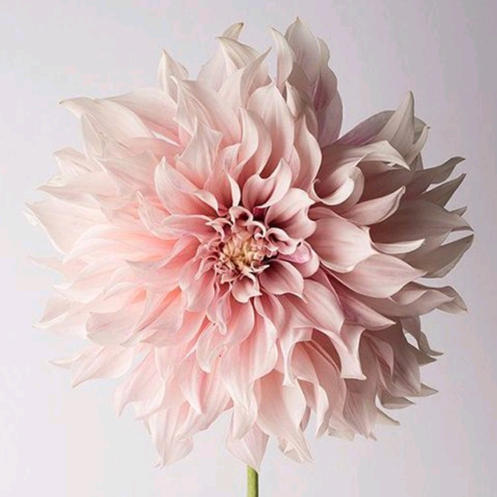 Meet your Posher, Liv