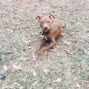 Meet your Posher, Torrey