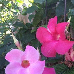 Meet your Posher, Sapna