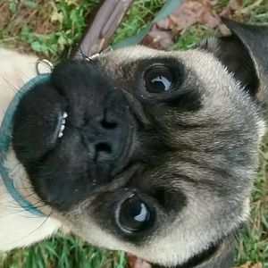 Meet your Posher, Teddy