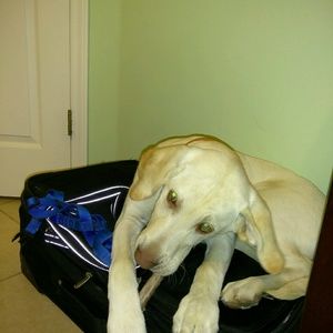 Meet your Posher, Kia