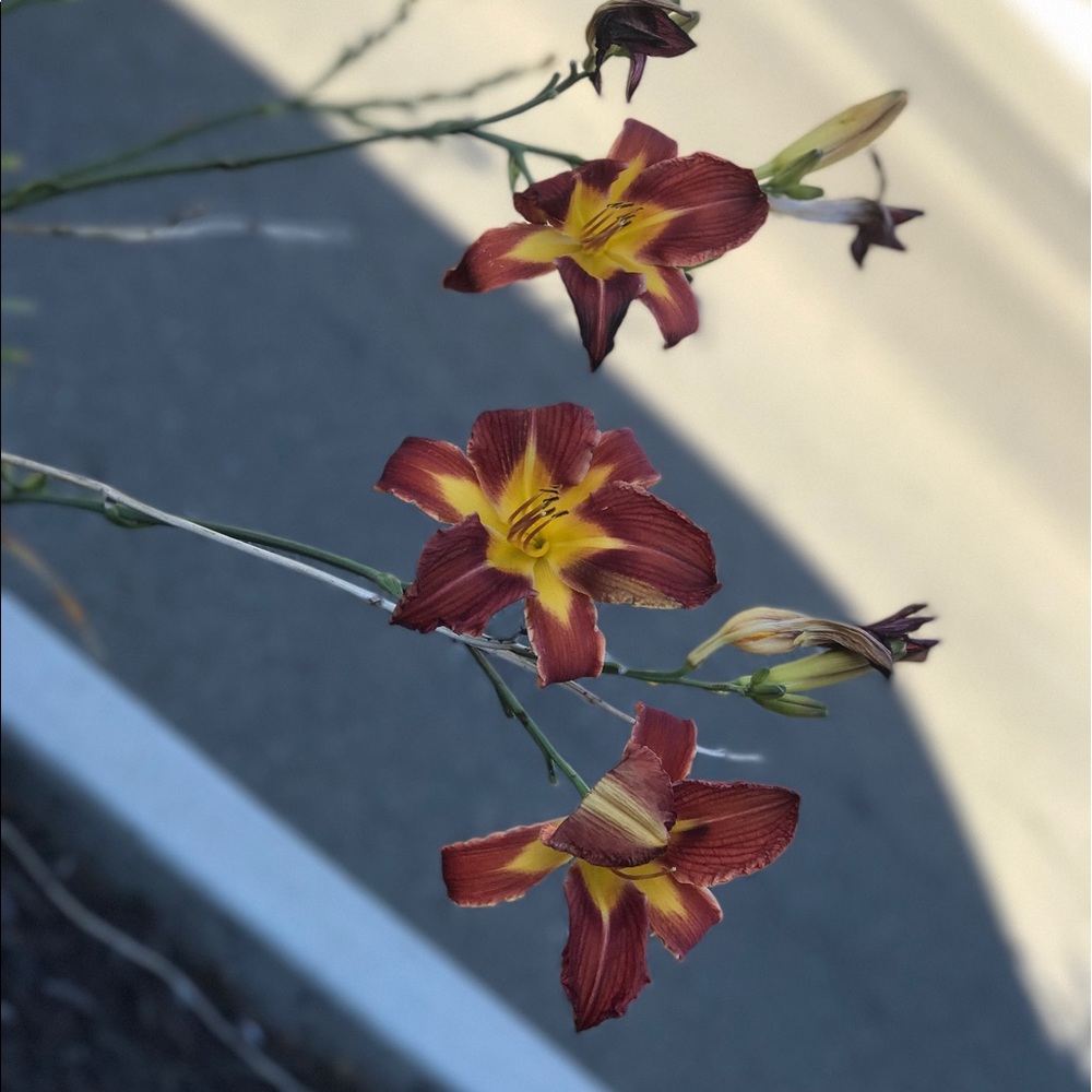 Meet your Posher, Klaire