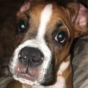 Meet your Posher, Steven