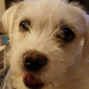 Meet your Posher, Dawn