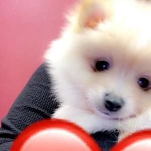 Meet your Posher, Daisy maria