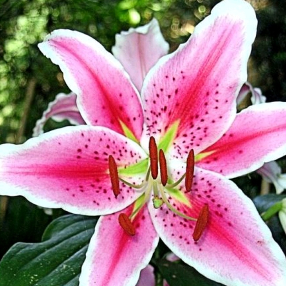 Meet your Posher, Shanika