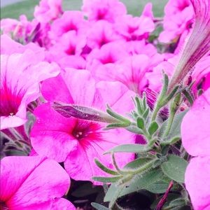 Meet your Posher, Rosemary