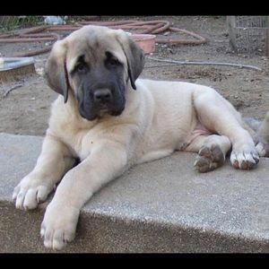 Meet your Posher, Tomas