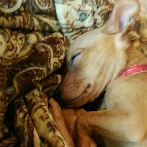 Meet your Posher, Zoey