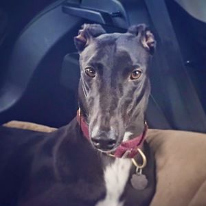 Meet your Posher, Annelie