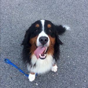 Meet your Posher, Cat