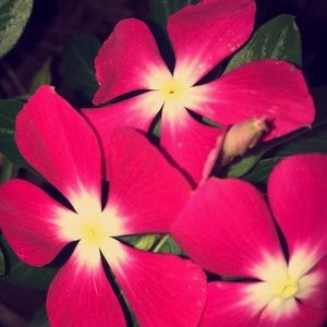 Meet your Posher, Allison