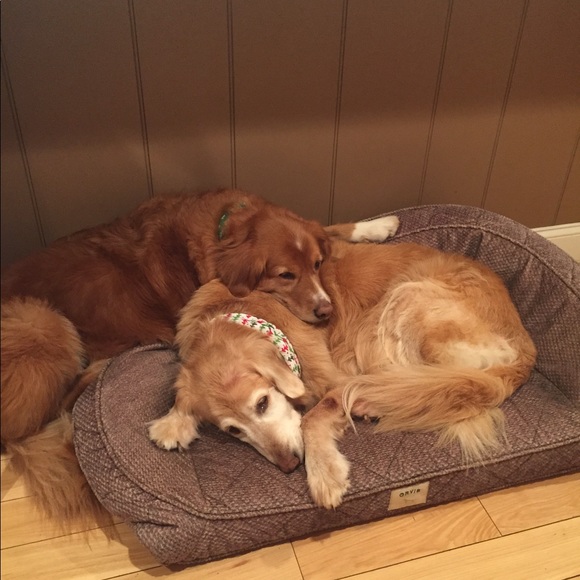 Meet your Posher, Maggie - Picture 1 of 1