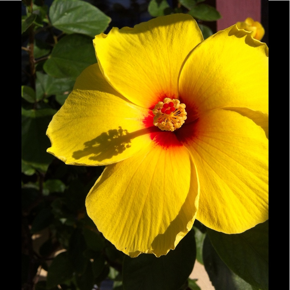 Meet your Posher, Sheila