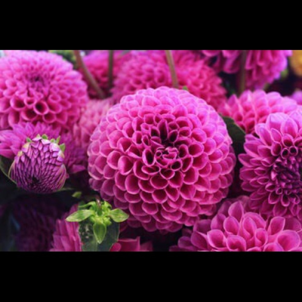 Meet your Posher, Miriam