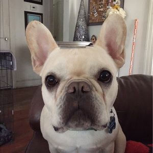 Meet your Posher, Morgan