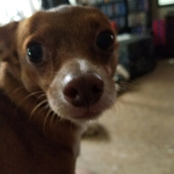 Meet your Posher, Thomas - Picture 1 of 1