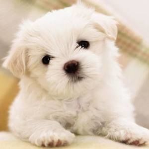 Meet your Posher, Cherea