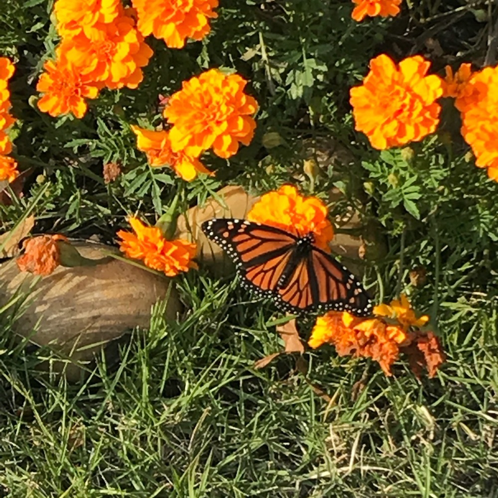 Meet your Posher, Debby