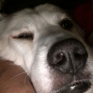 Meet your Posher, I am