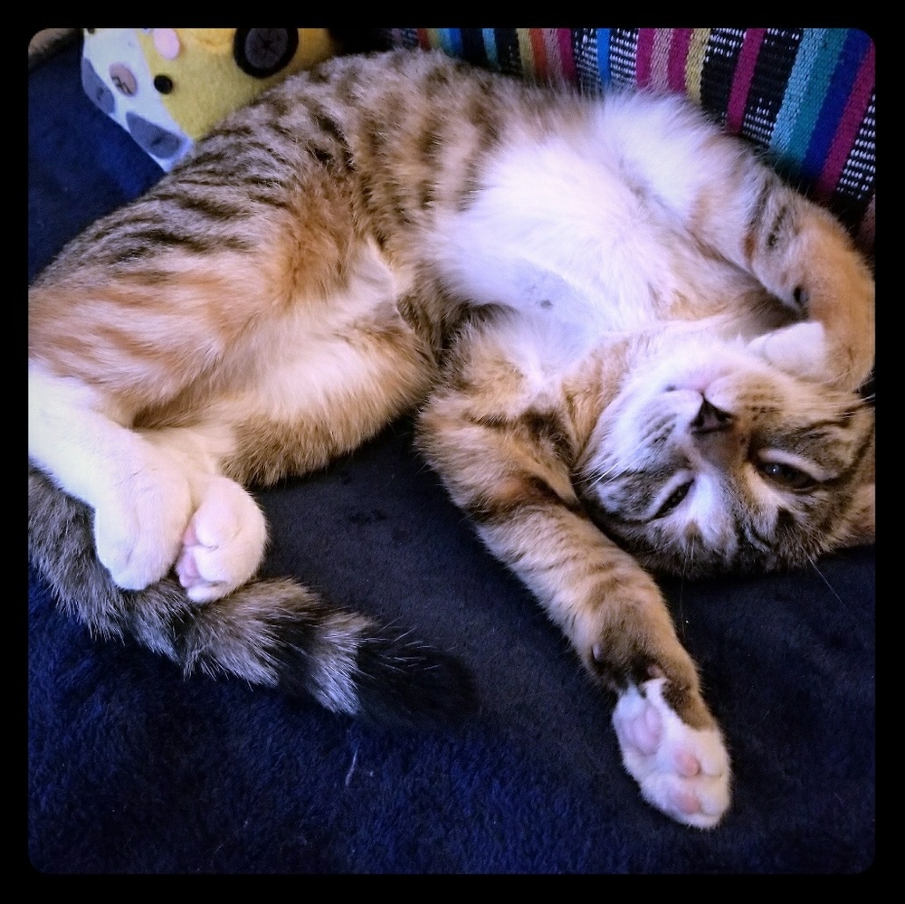 Smoke free - Pet friendly home🐈
