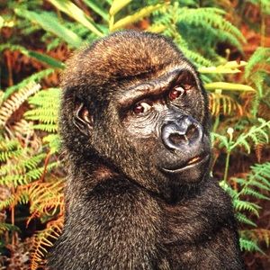 Meet your Posher, Toui