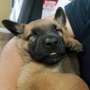 Meet your Posher, Shelby