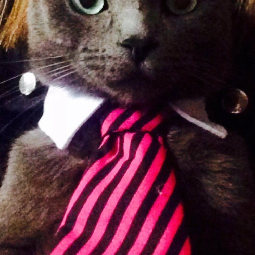 Dog or cat collar with Tie