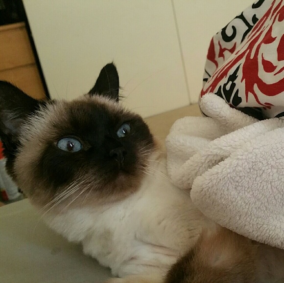 Meet your Posher, Katie beth - Picture 2 of 5