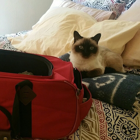 Meet your Posher, Katie beth - Picture 3 of 5