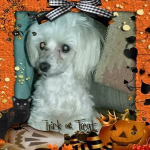 Meet your Posher, Bobbie