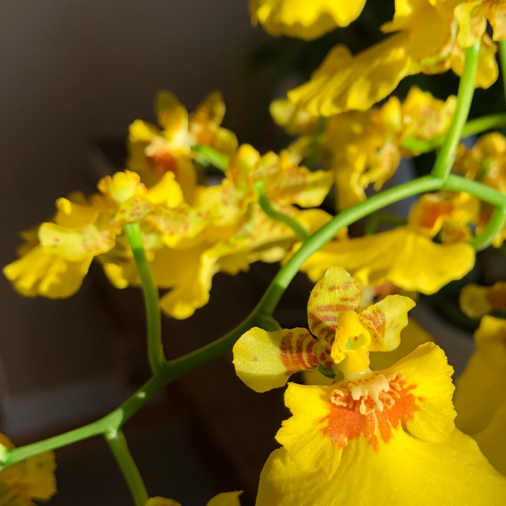 Meet your Posher, Jane