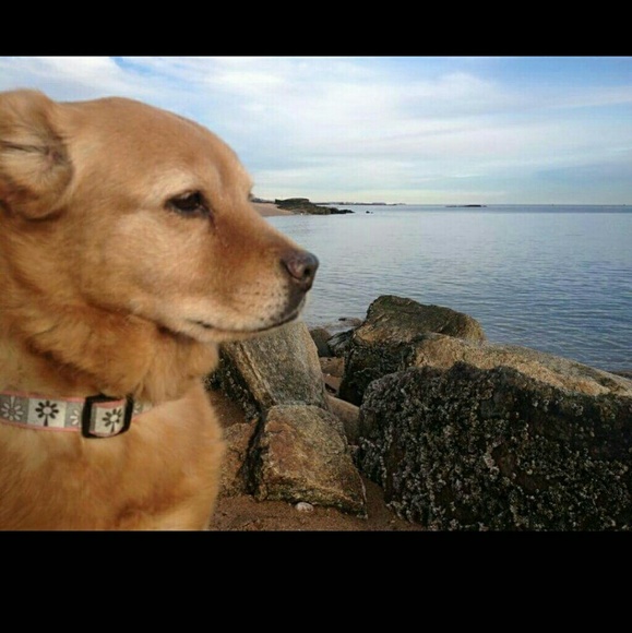 Meet your Posher, Dorine - Picture 4 of 4