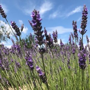 Meet your Posher, Smiles