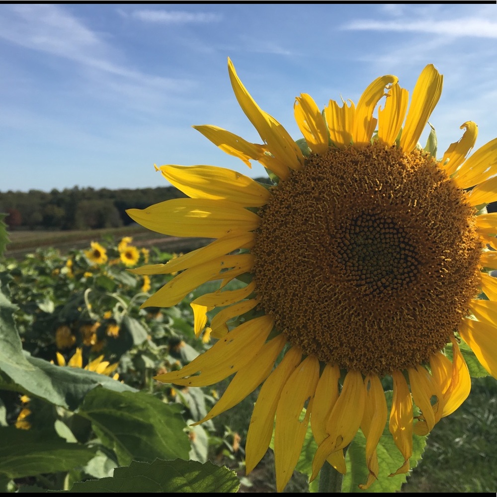 Meet your Posher, Gia