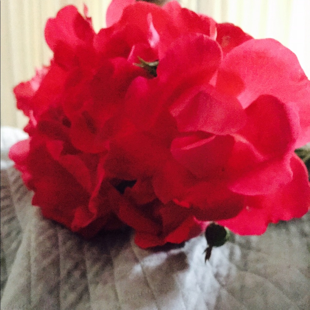 Meet your Posher, Liz