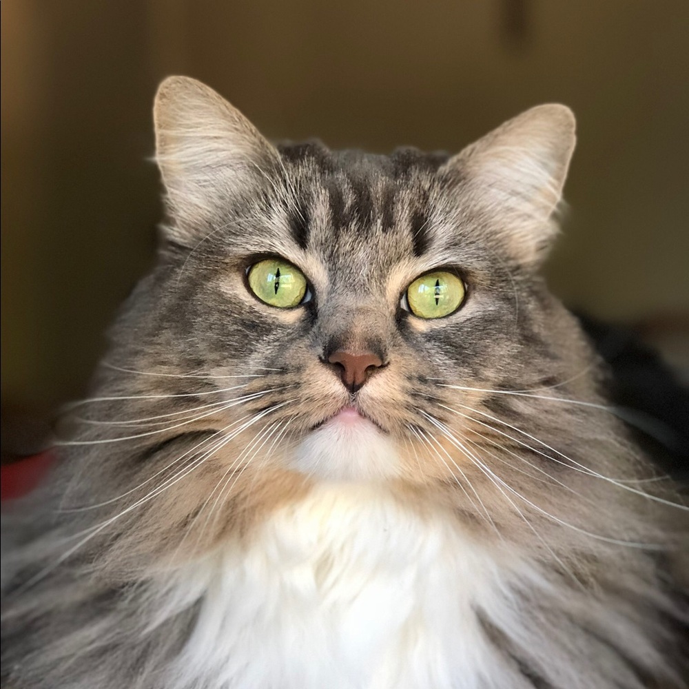 Meet your Posher, Noore