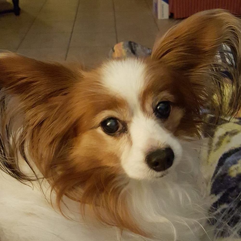 Meet your Posher, Bonnie