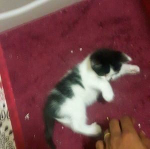 Meet your Posher, Shad