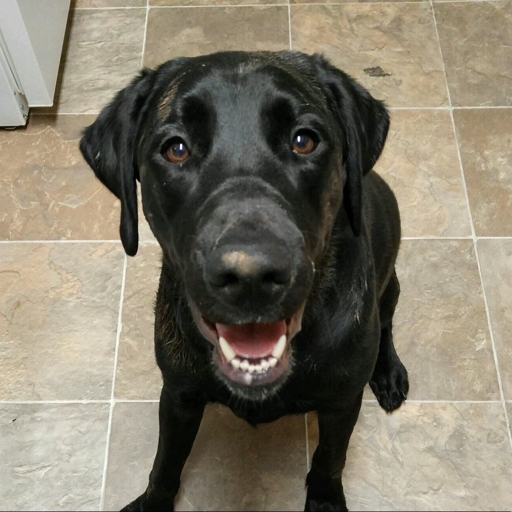 Meet your Posher, Allie