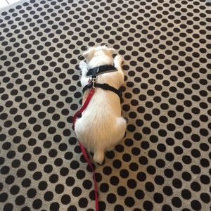 Meet your Posher, Anne