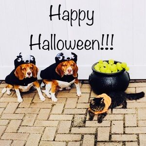 🕷🖤👻🕸Happy Halloween!!! 🕸👻🖤🕷