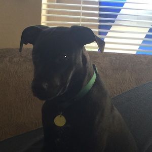 Meet your Posher, Patria