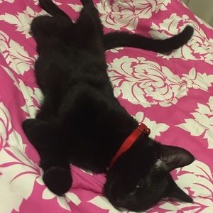 Meet your Posher, Sandy