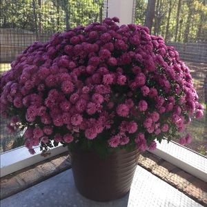 Meet your Posher, Summer