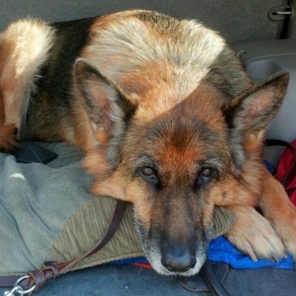 Meet your Posher, Marcea - Picture 1 of 1